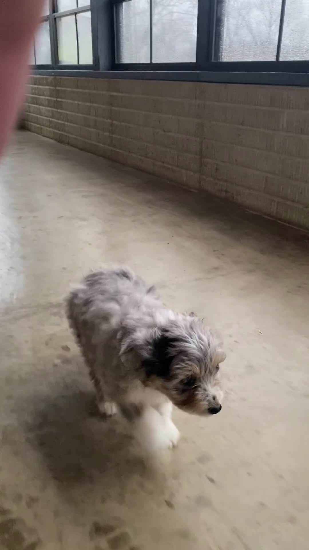 Aussiedoodle dogs for sale: Bella - Video 5