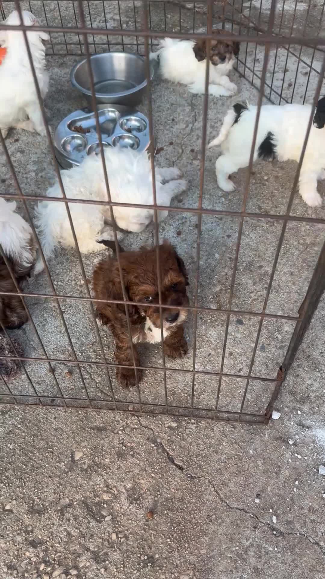 Lhasapoo dogs for sale: Lil’ Lylez - Video 1