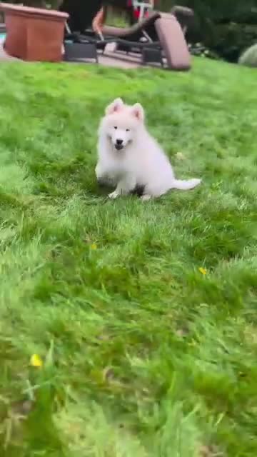 Samoyed dogs for sale: Mona - Video 1