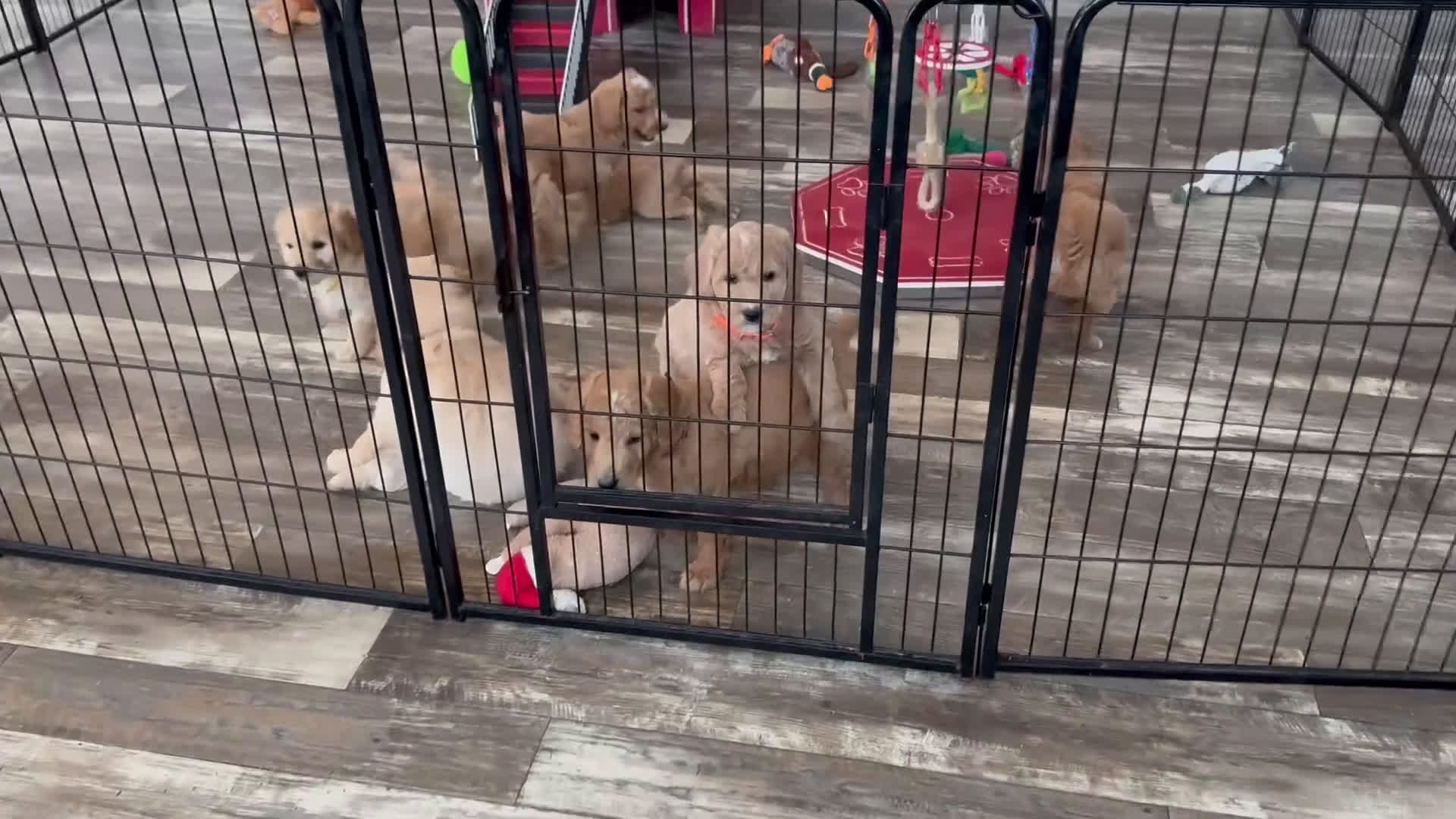 Mixed Breed dogs for sale: Karl - Video 1