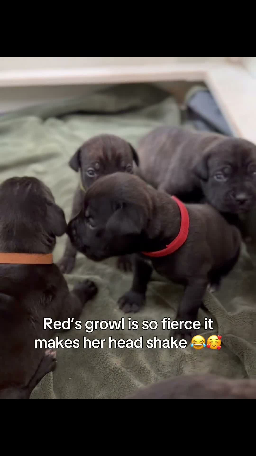 Cane Corso dogs for sale: Yellow collar - Video 1