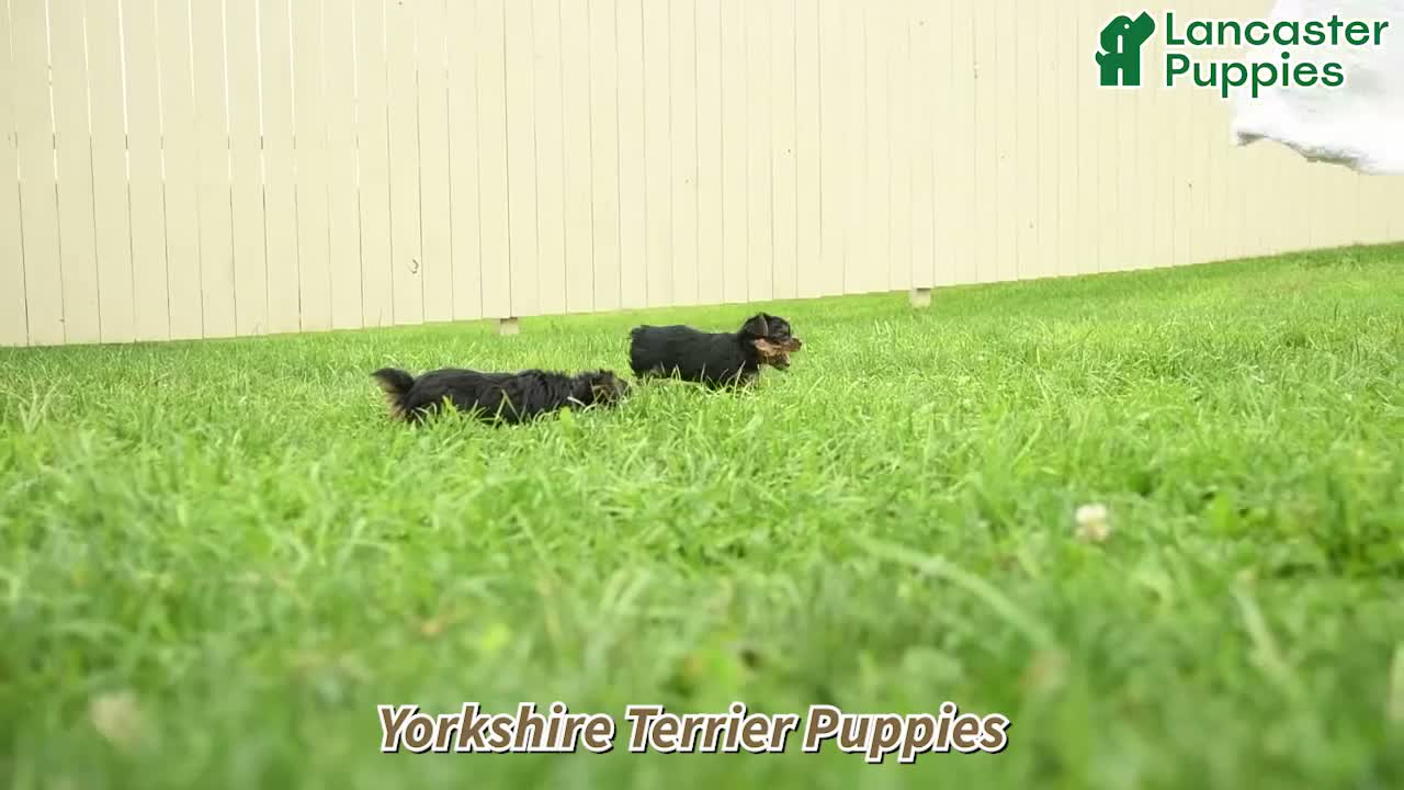 Yorkshire Terrier dogs for sale: Julio - Video 1