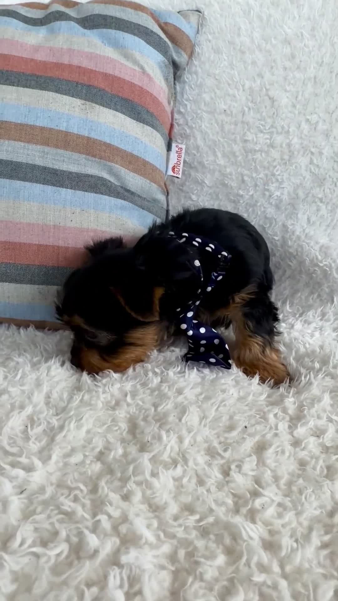 Yorkshire Terrier dogs for sale: Ollie - Video 1