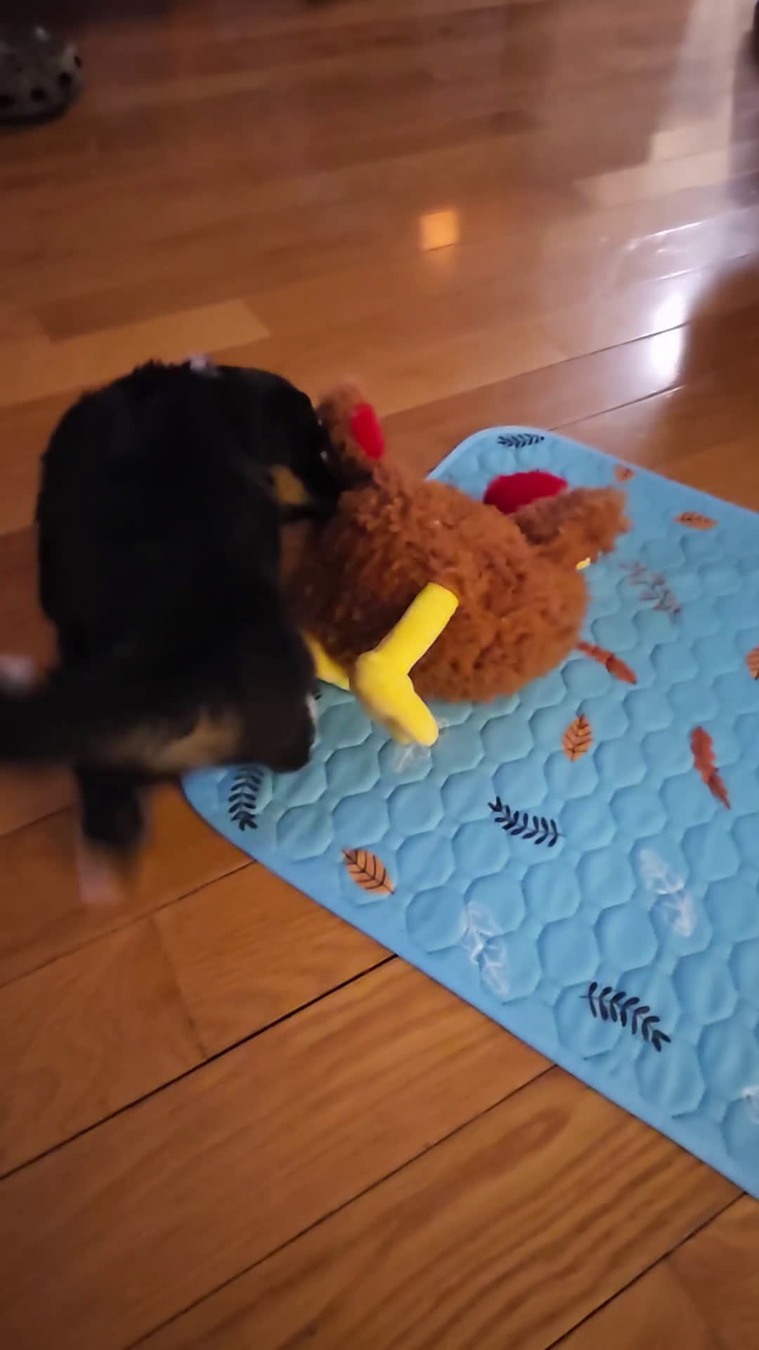 Mini Aussiedoodle dogs for sale: Sophie - Video 1