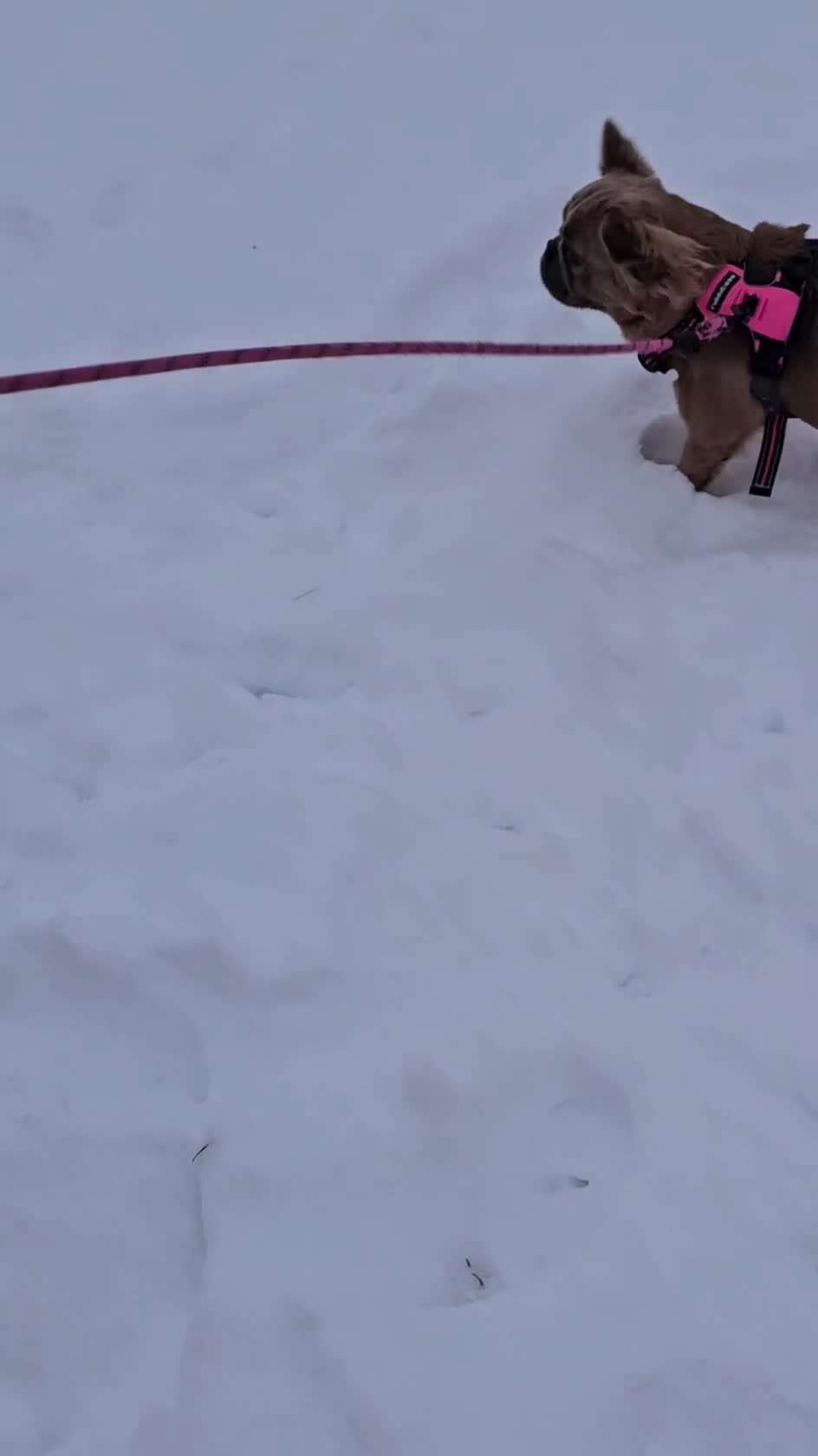 French Bulldog dogs for sale: French Bulldog Puppy  - Video 1