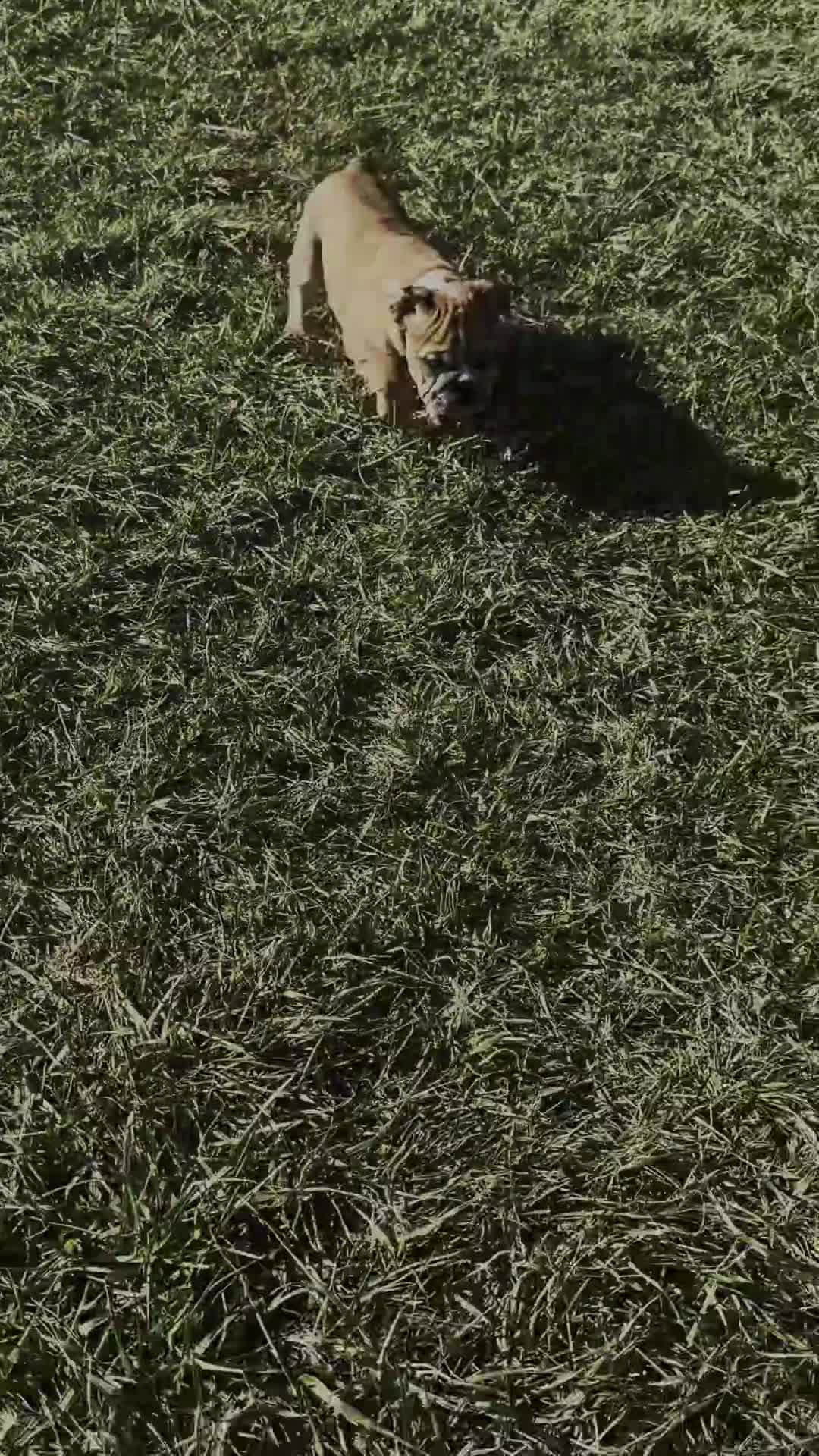 English Bulldog dogs for sale: Bruiser - Video 1