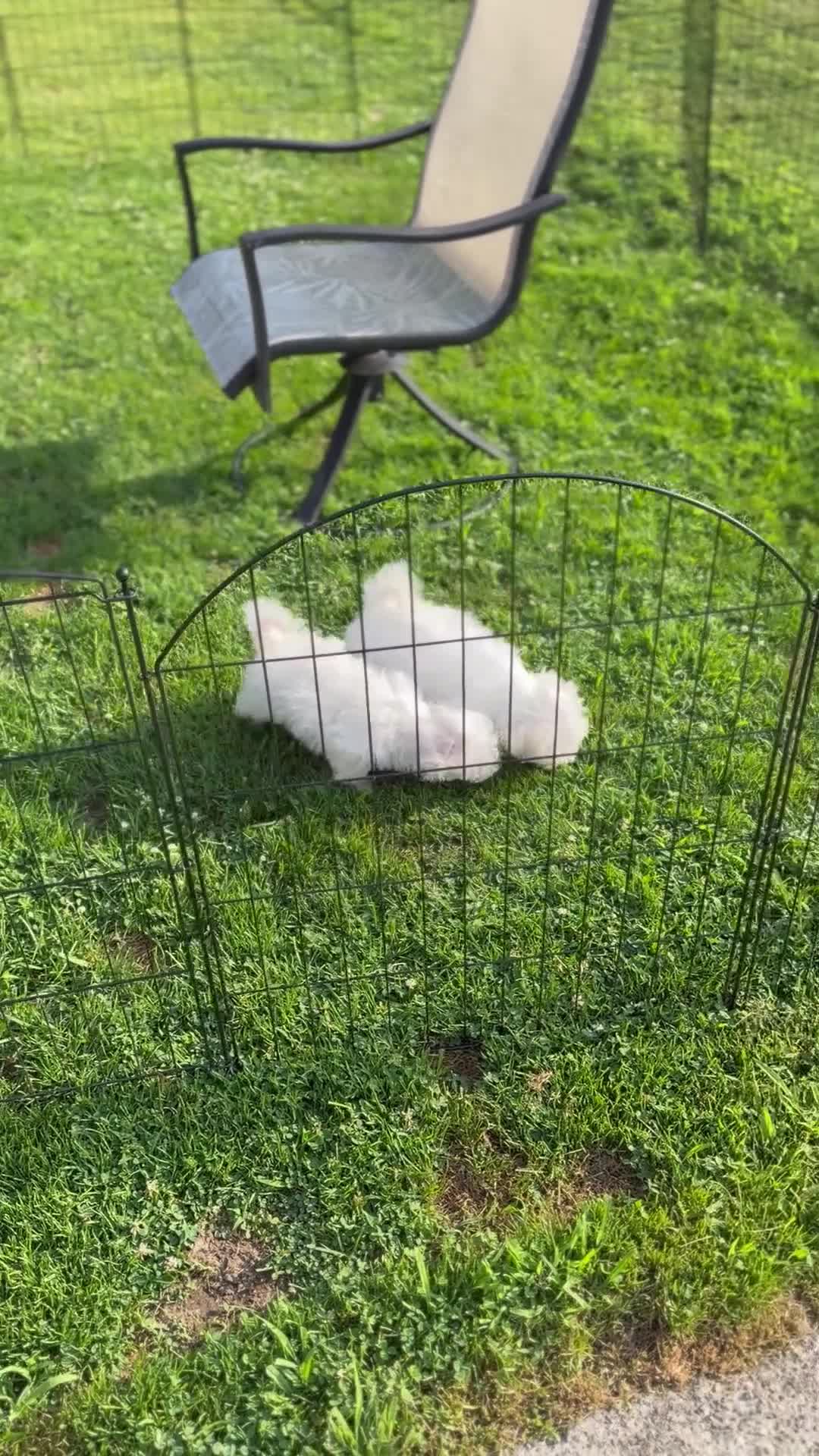 Maltese dogs for sale: Spike  - Video 1