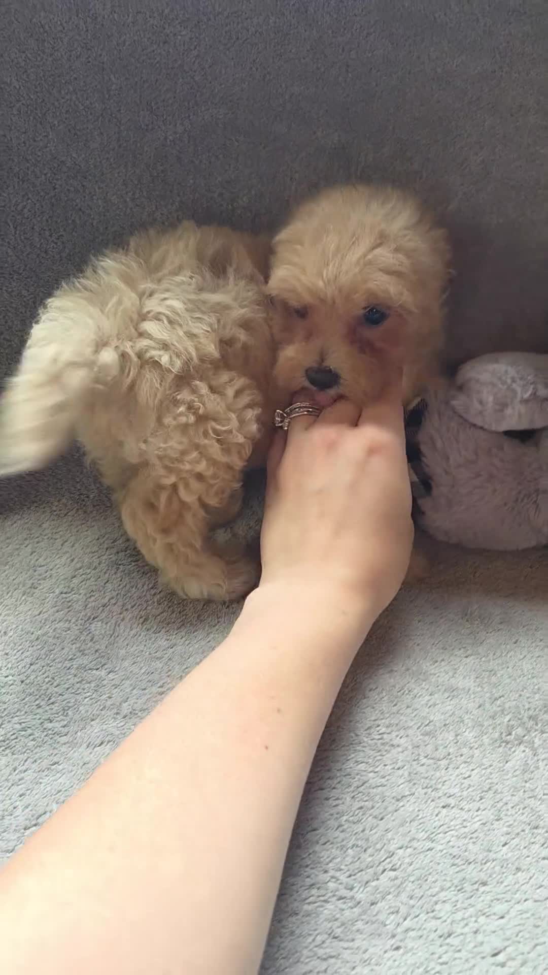 Maltipoo dogs for sale: Jackson - Video 1