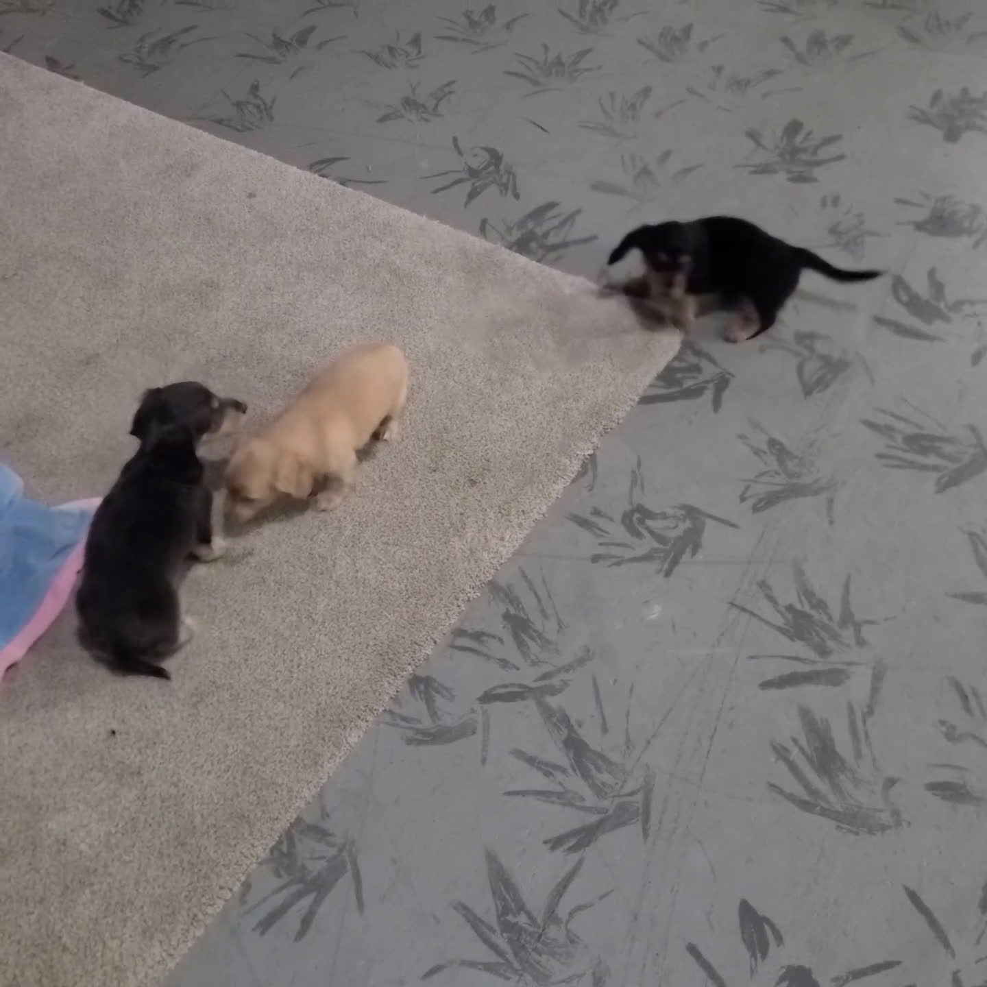 Miniature Dachshund dogs for sale: Asher - Video 1