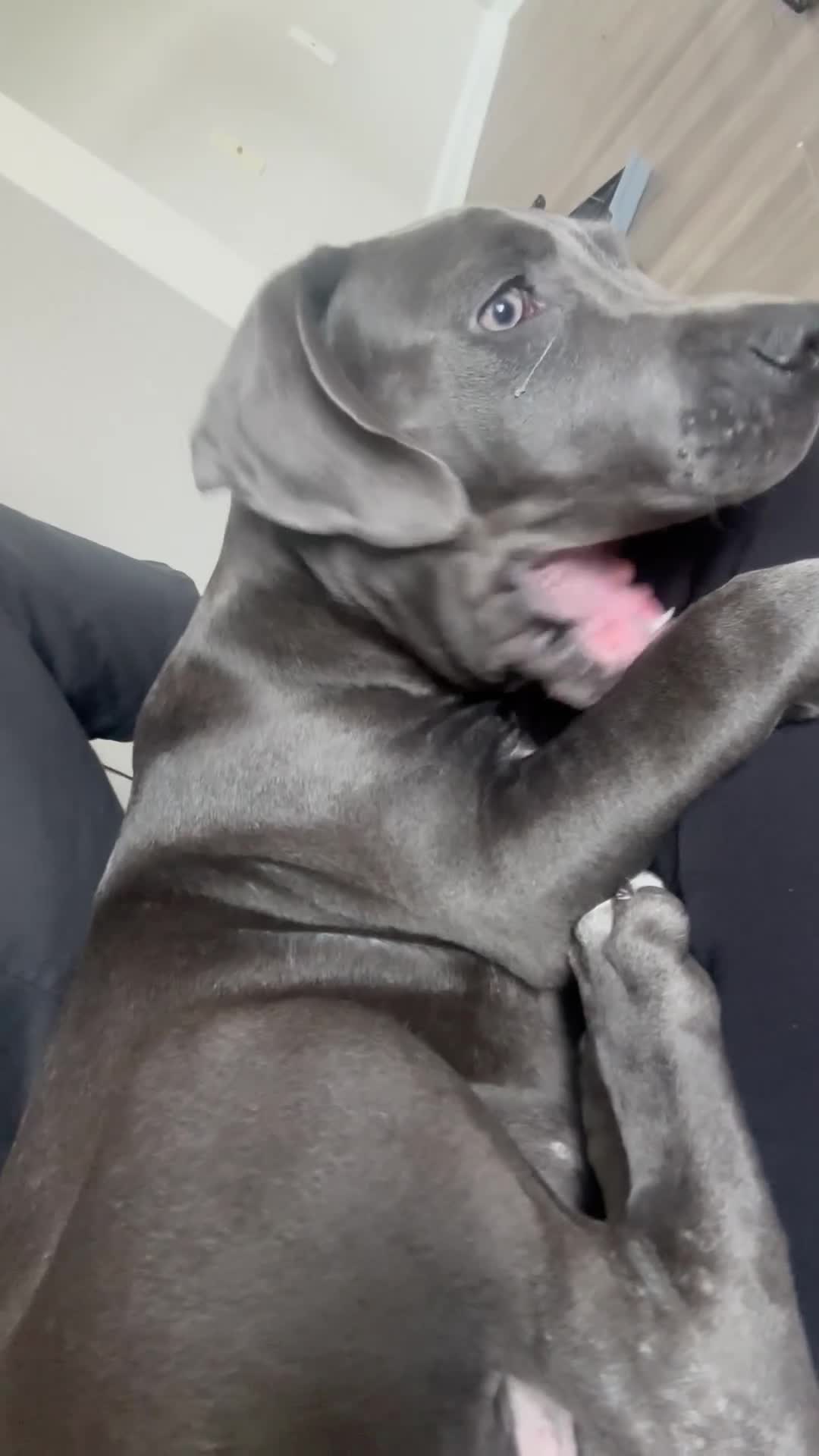 Mixed Breed dogs for sale: Mixed Breed 1 - Video 1