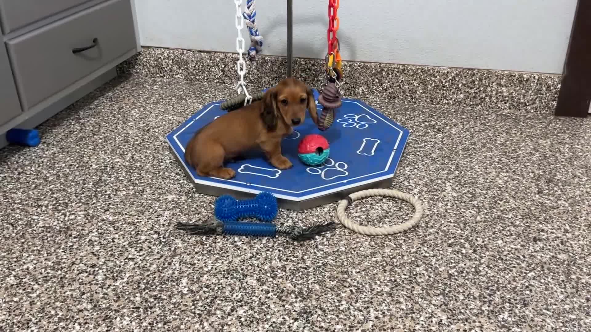 Dachshund dogs for sale: Dachshund Puppy 3 - Video 1