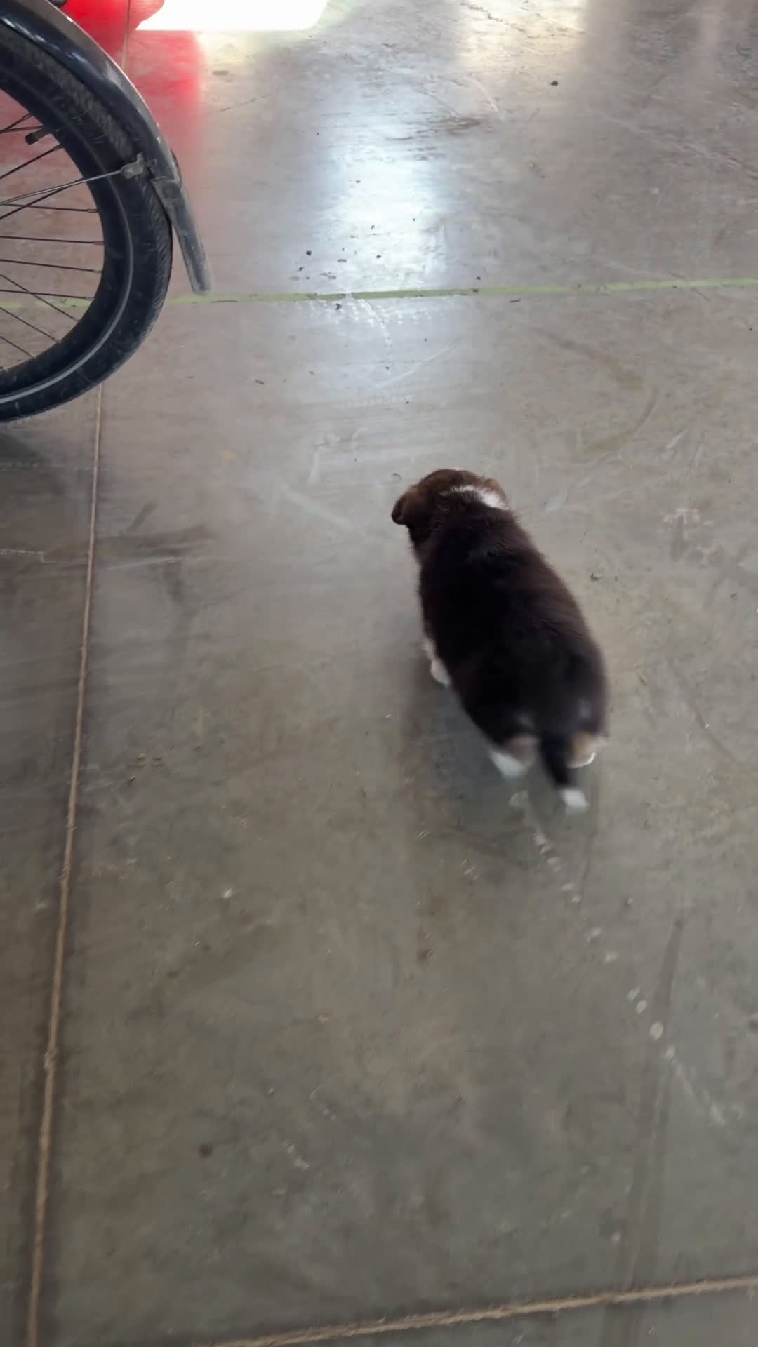 Mixed Breed dogs for sale: Bella - Video 1