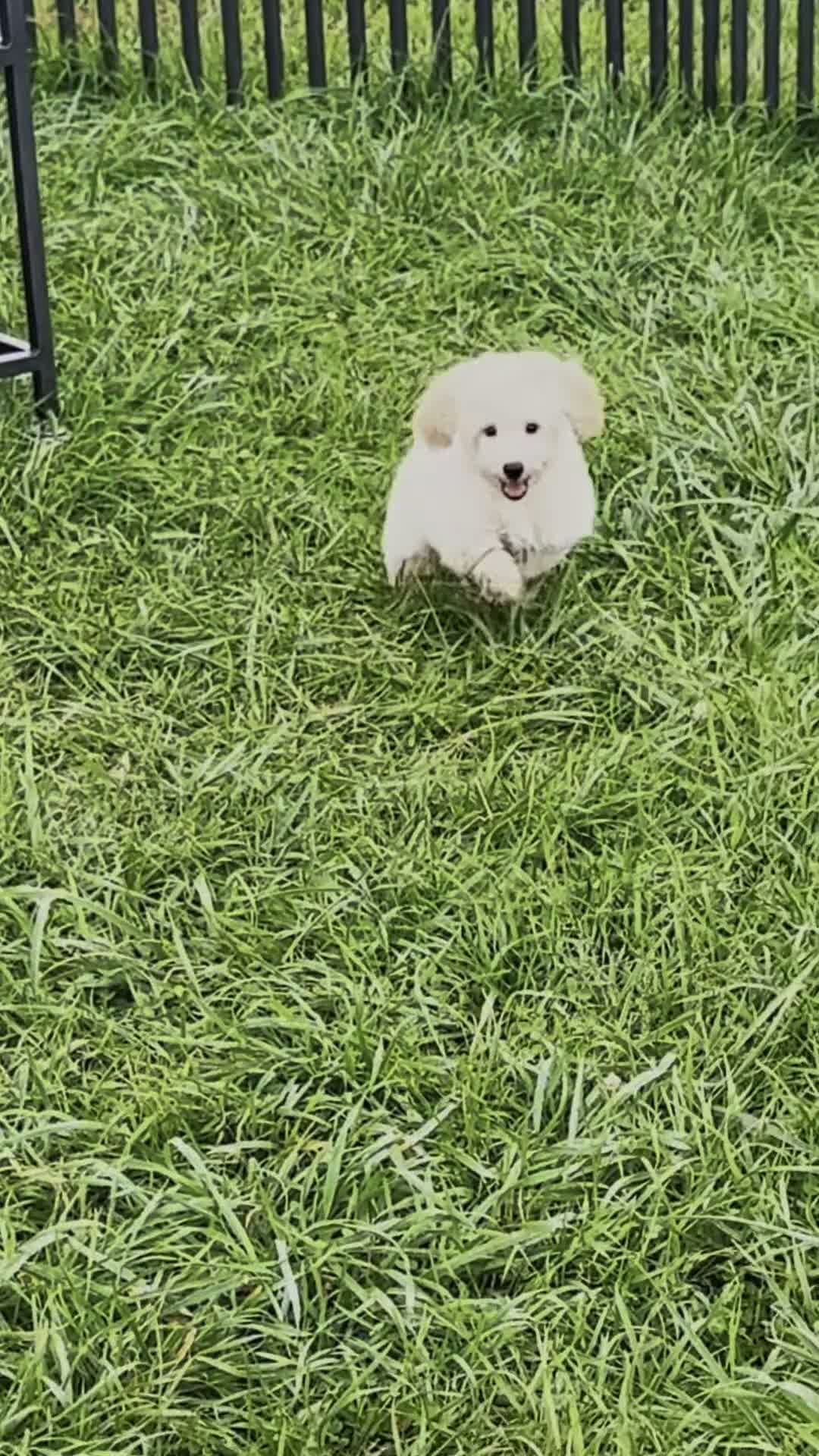 Mini Goldendoodle dogs for sale: Sven - Video 1
