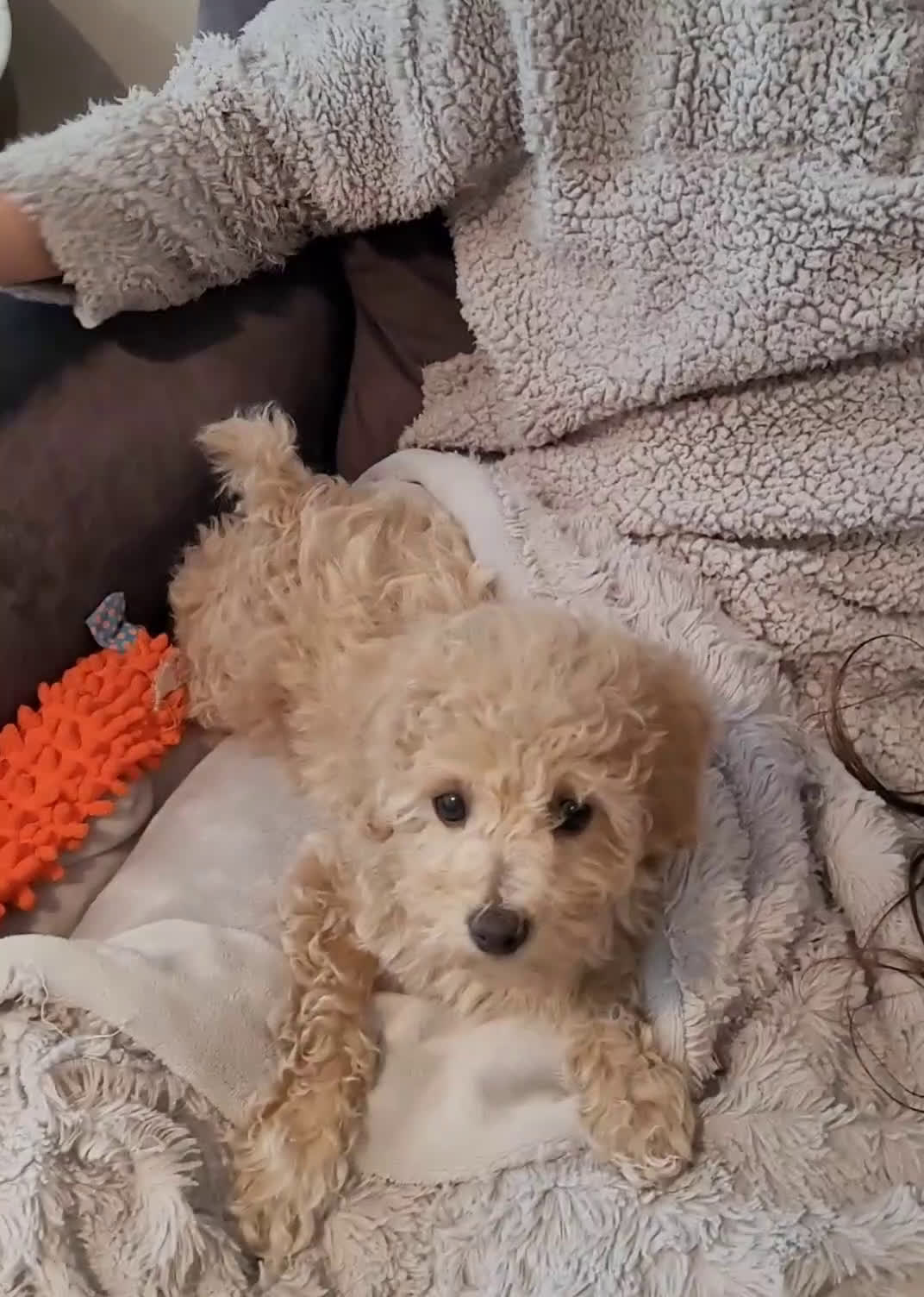 Miniature Poodle dogs for sale: Amber  - Video 1