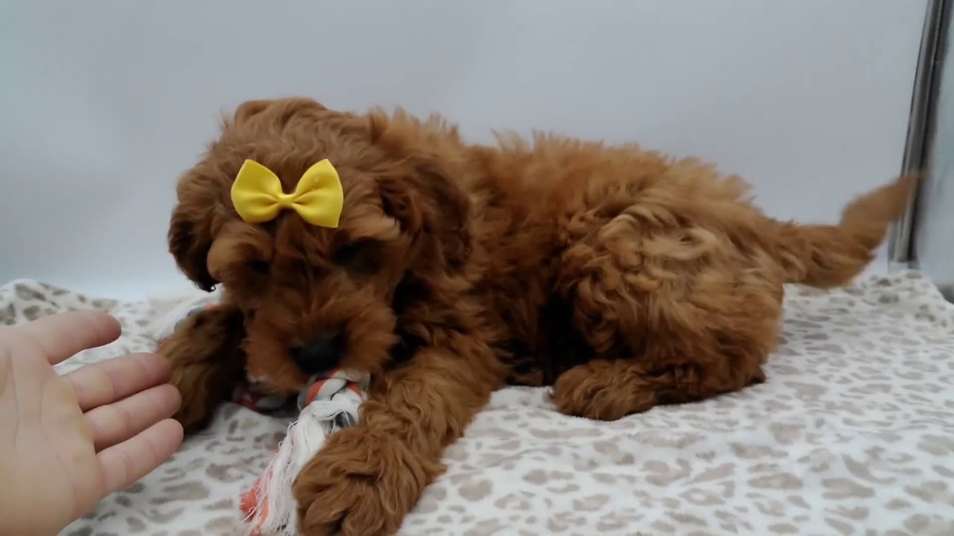 Mini Goldendoodle dogs for sale: Winston - Video 1