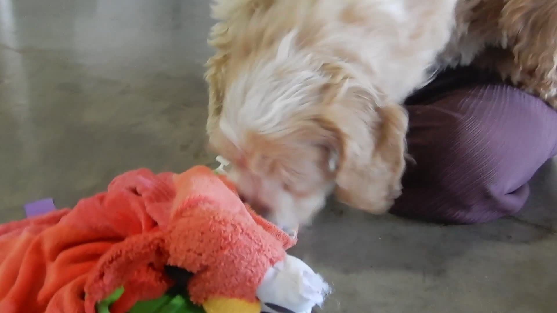 Cockapoo dogs for sale: Joey - Video 1