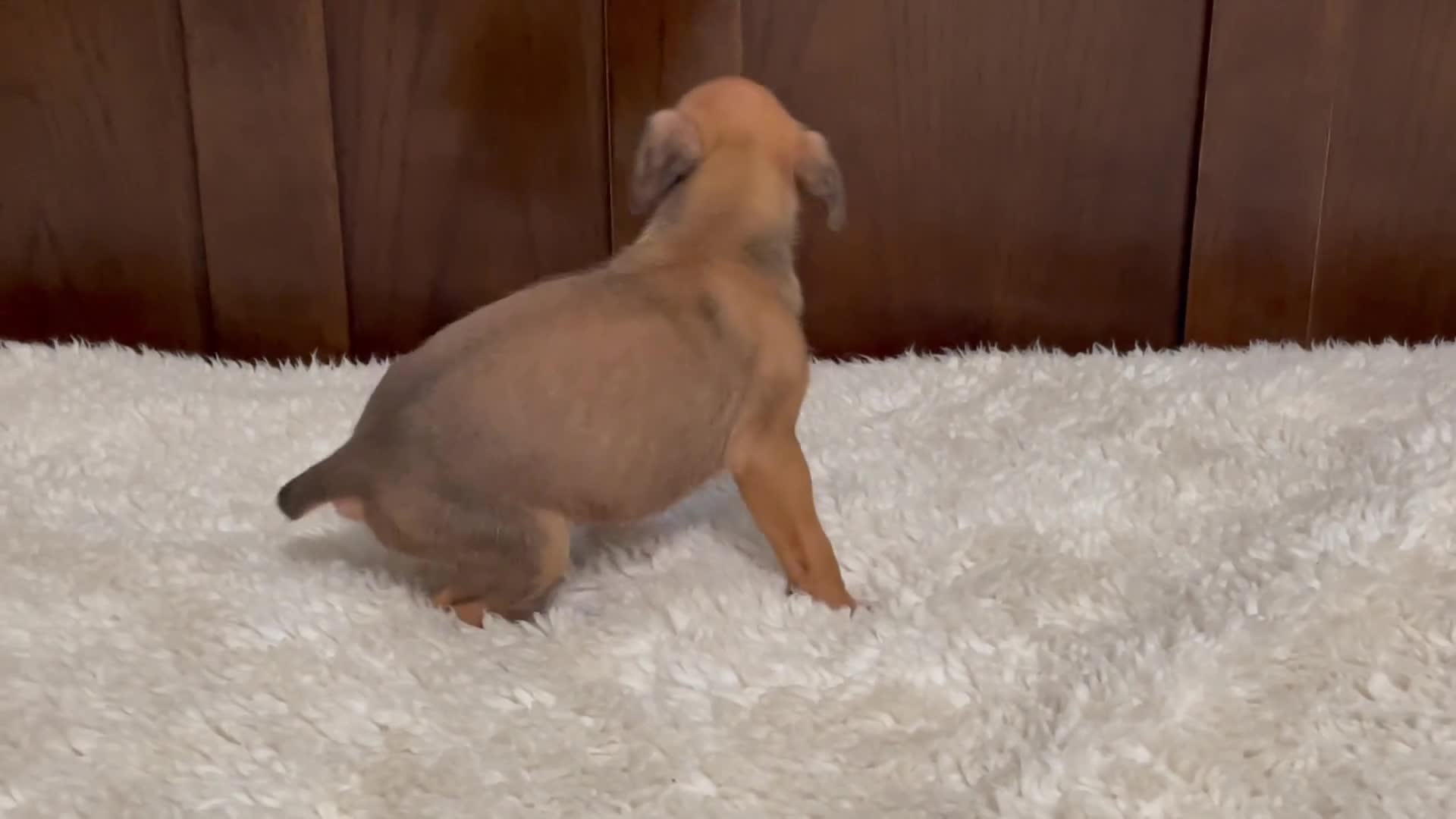 Boxer dogs for sale: Moxy - Video 1