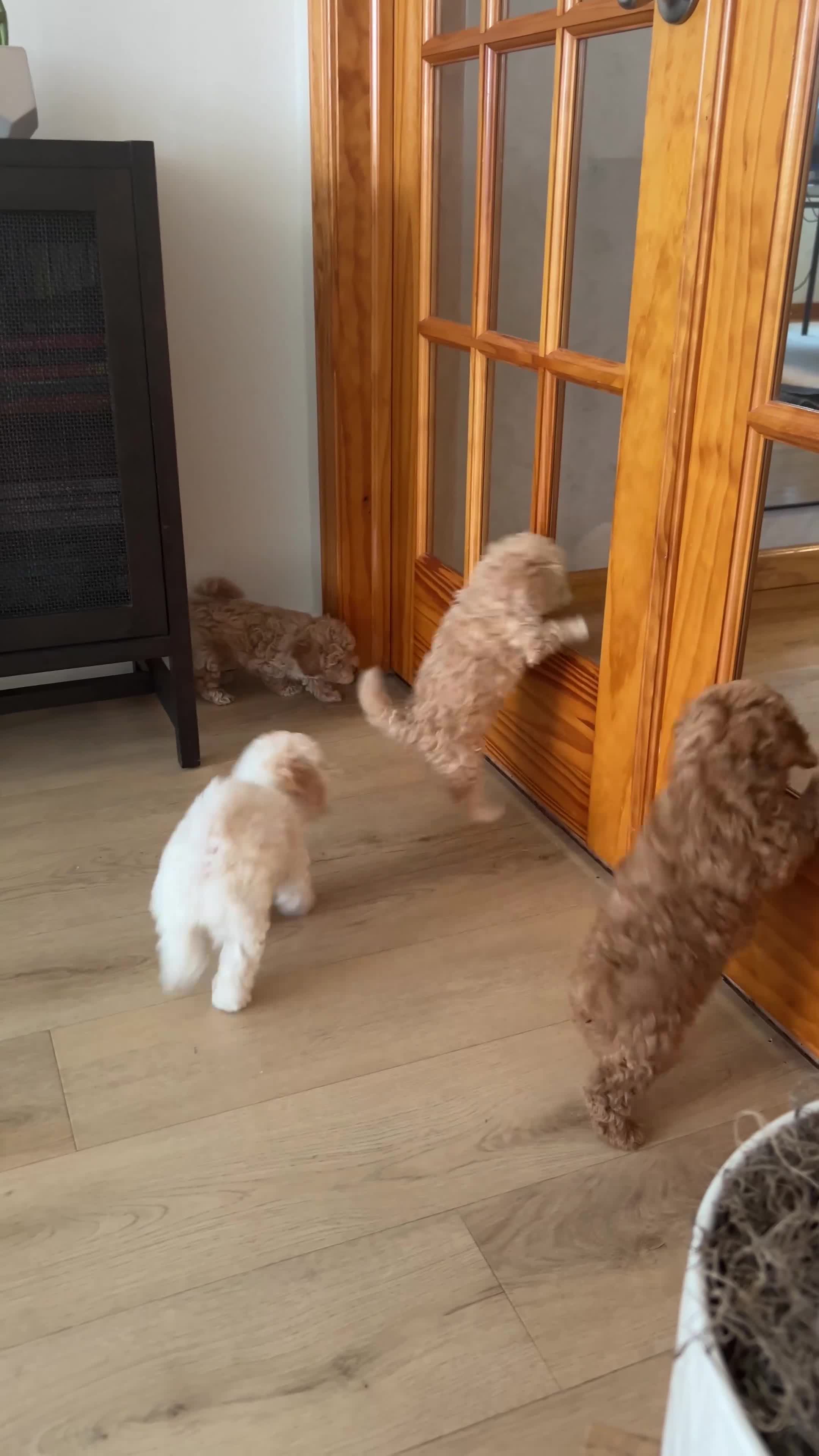Toy Poodle dogs for sale: Prada - Video 1