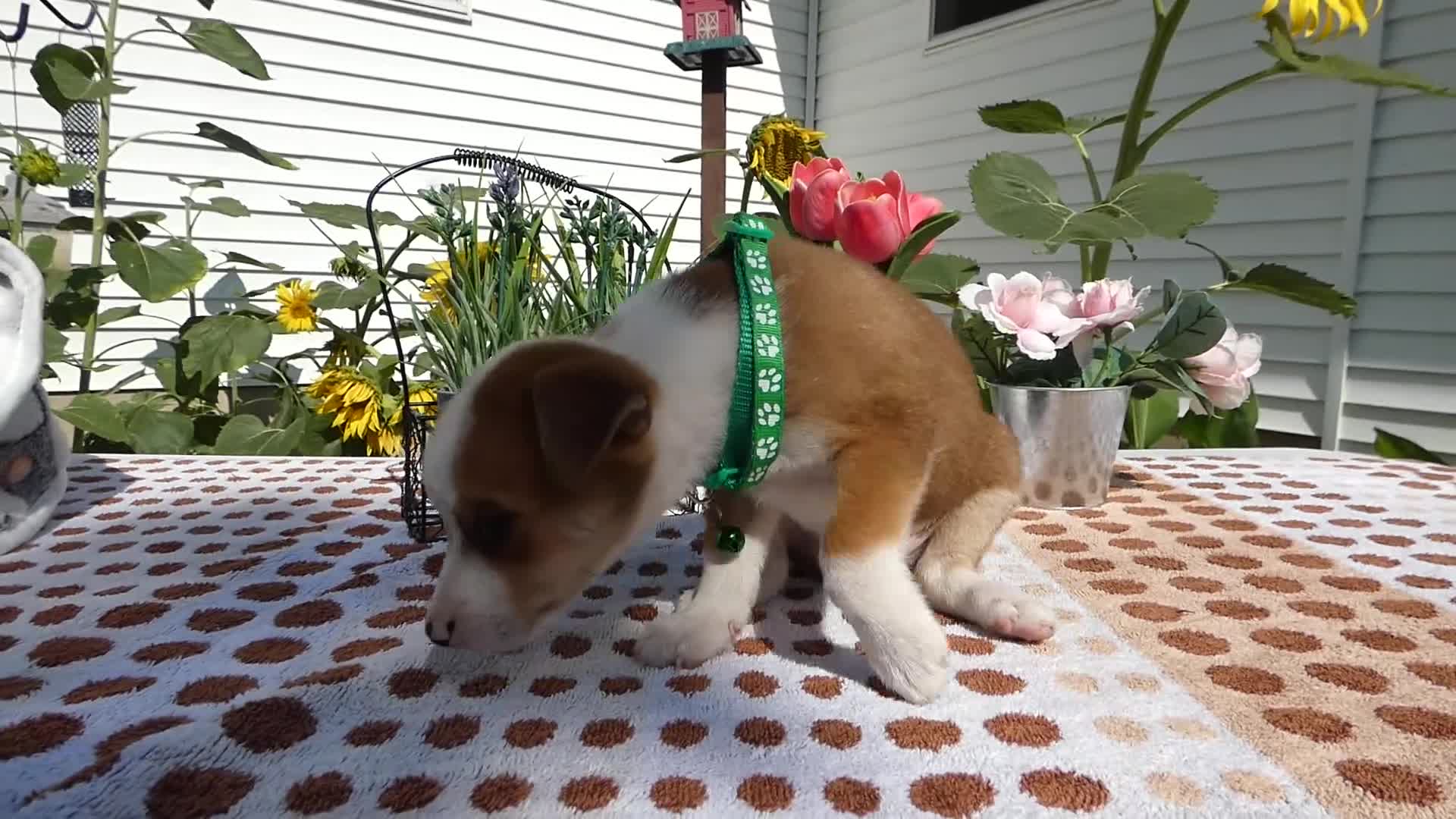 Jack Chi dogs for sale: Jack Chi 3 Charlie - Video 1