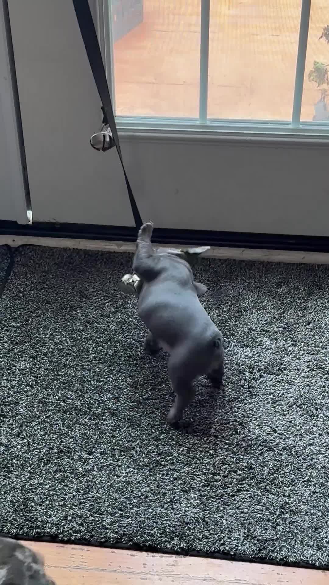 French Bulldog dogs for sale: Miss Chief (aka Mischief) - Video 1