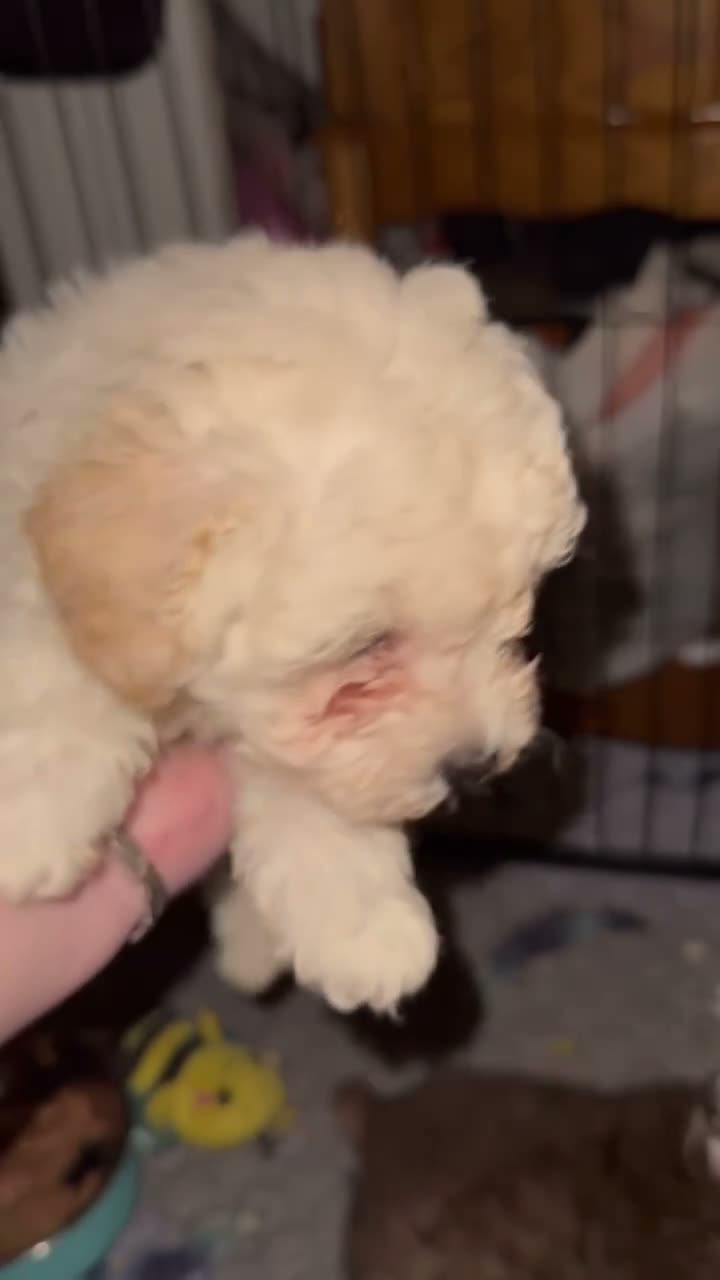 Toy Poodle dogs for sale: Biscuit 🤍🐻‍❄️ - Video 1