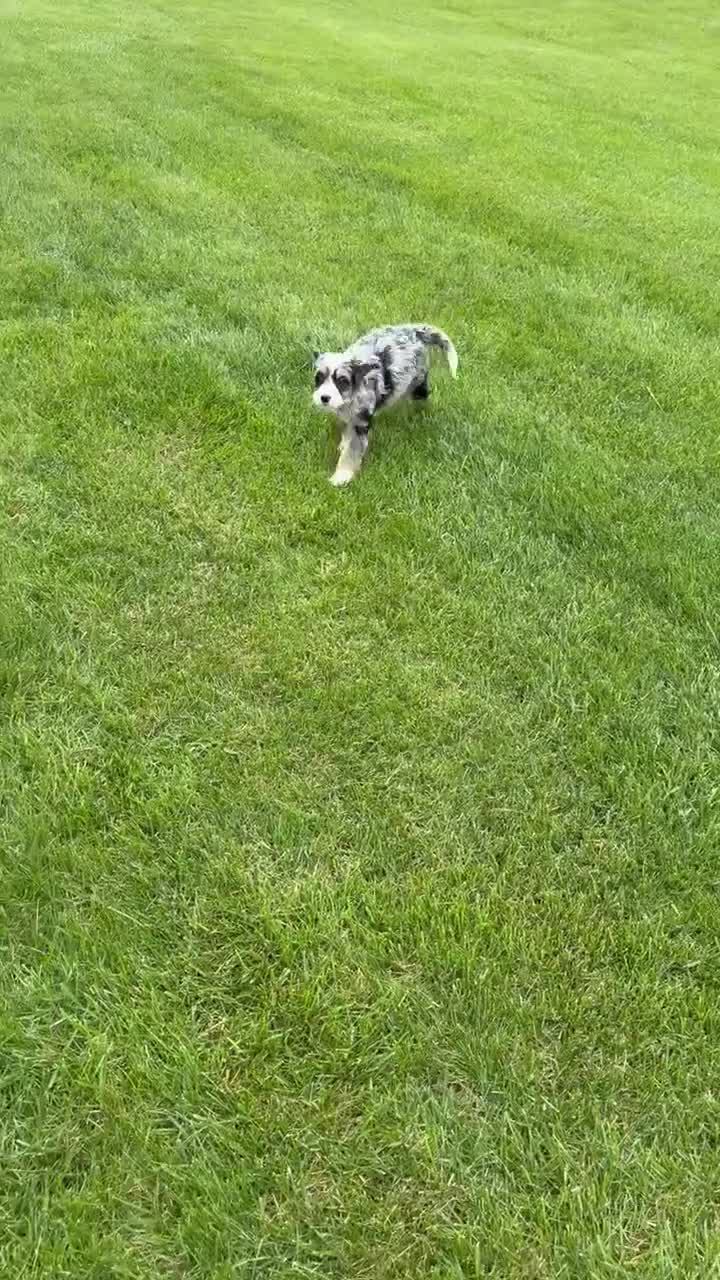 Mini Bernedoodle dogs for sale: Bailey - Video 1