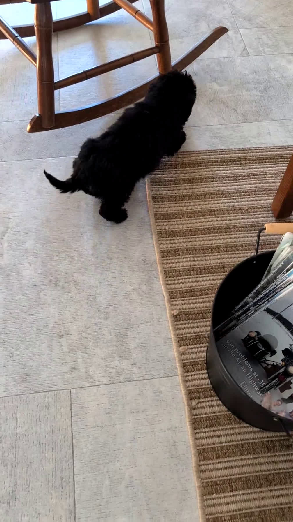 Mini Bernedoodle dogs for sale: Vince - Video 1