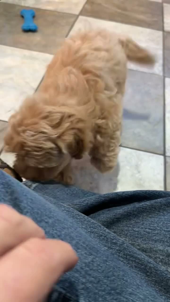 Maltipoo dogs for sale: Austin - Video 1