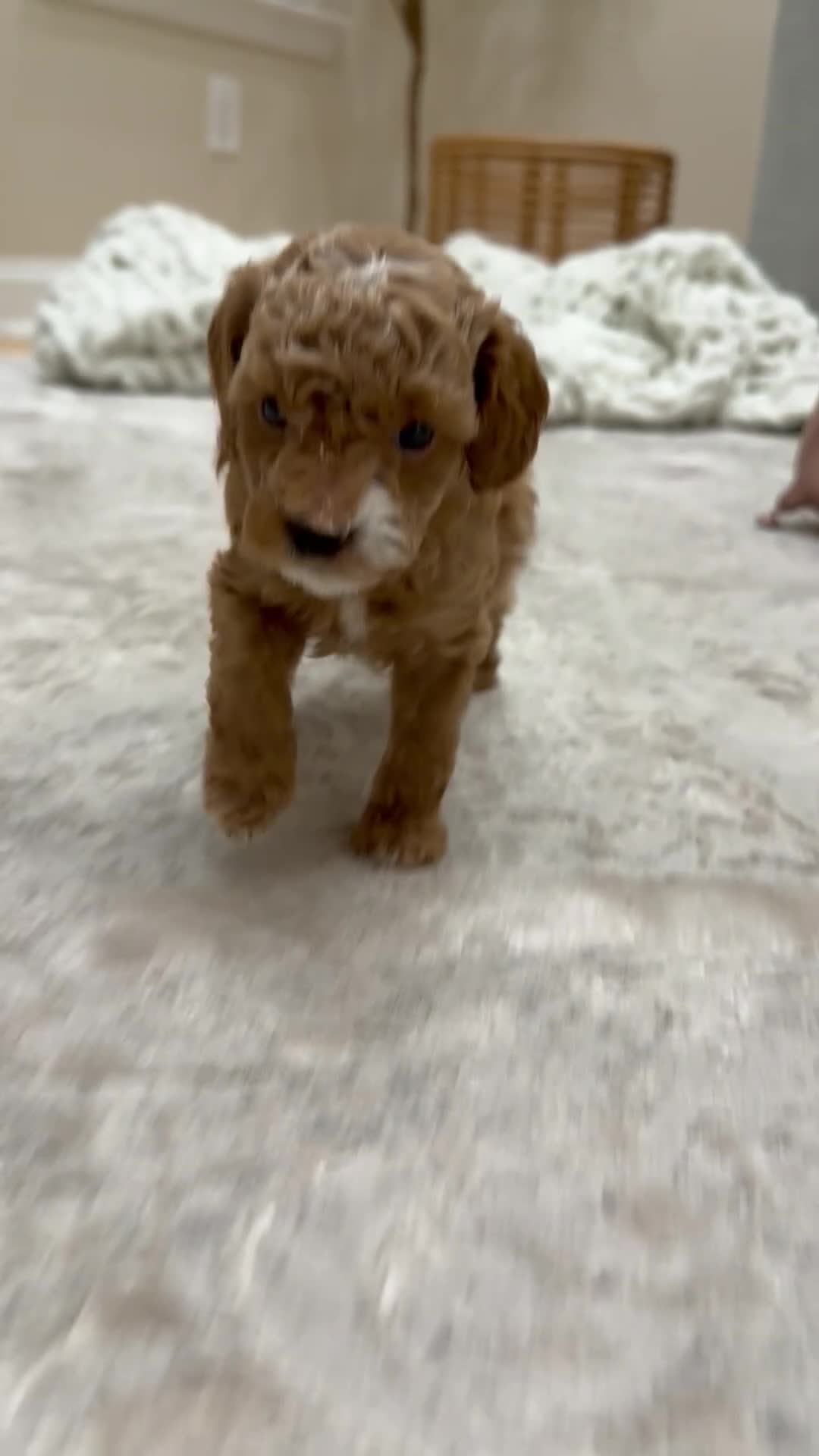 Miniature Poodle dogs for sale: Teddy  - Video 2