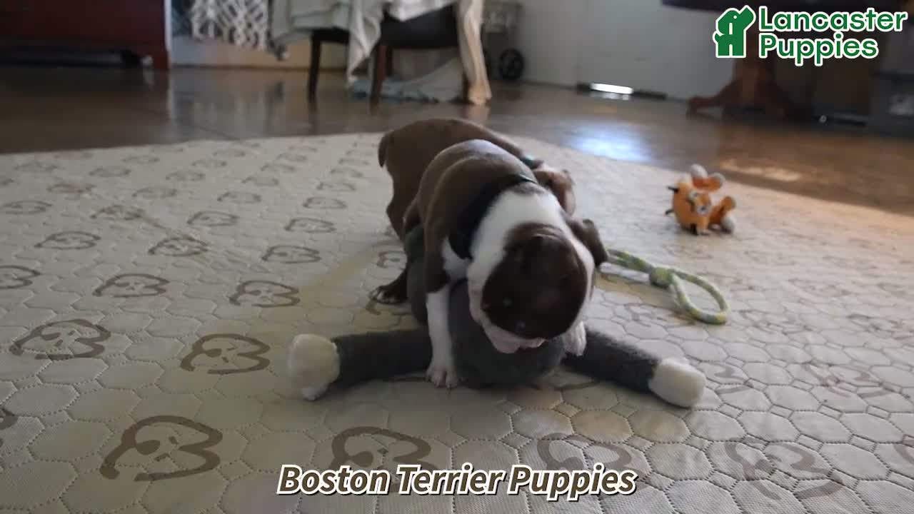 Boston Terrier dogs for sale: Becky - Video 1
