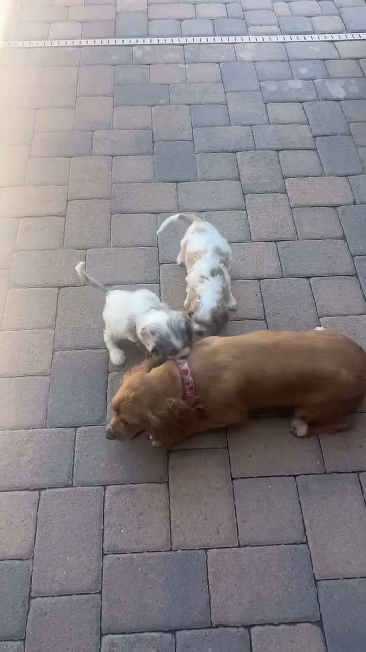 Cocker Spaniel dogs for sale: Cocker Spaniel 2 - Video 1