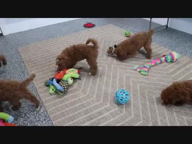 Mini Goldendoodle dogs for sale: Tesa - Video 1