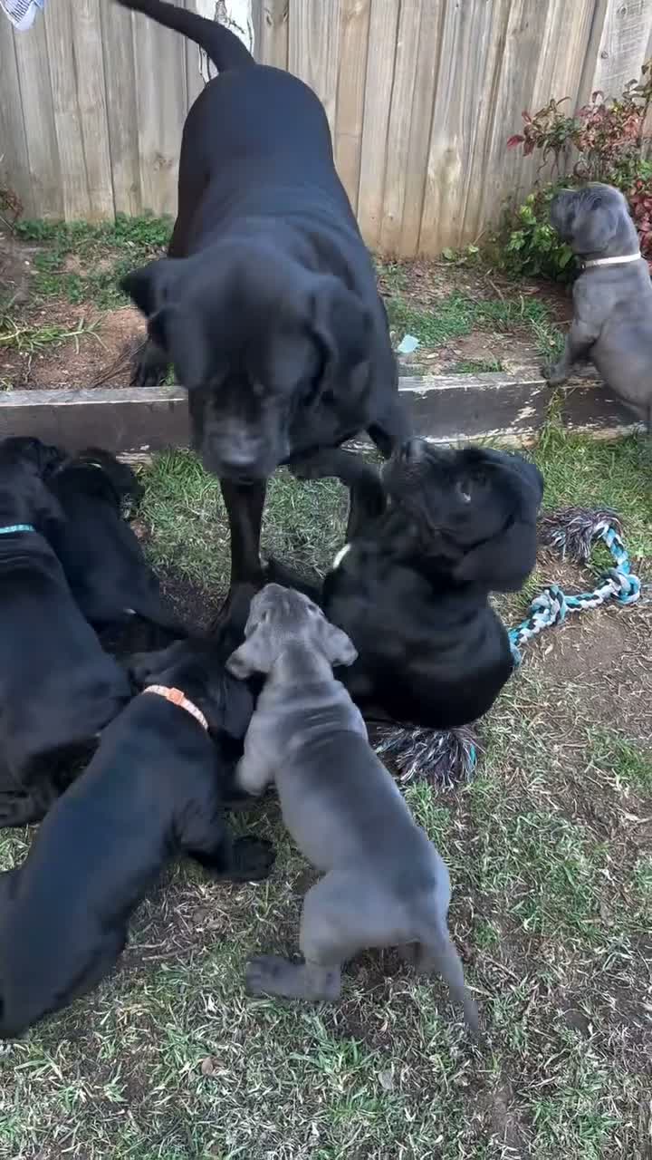 Cane Corso dogs for sale: Maxx - Video 2