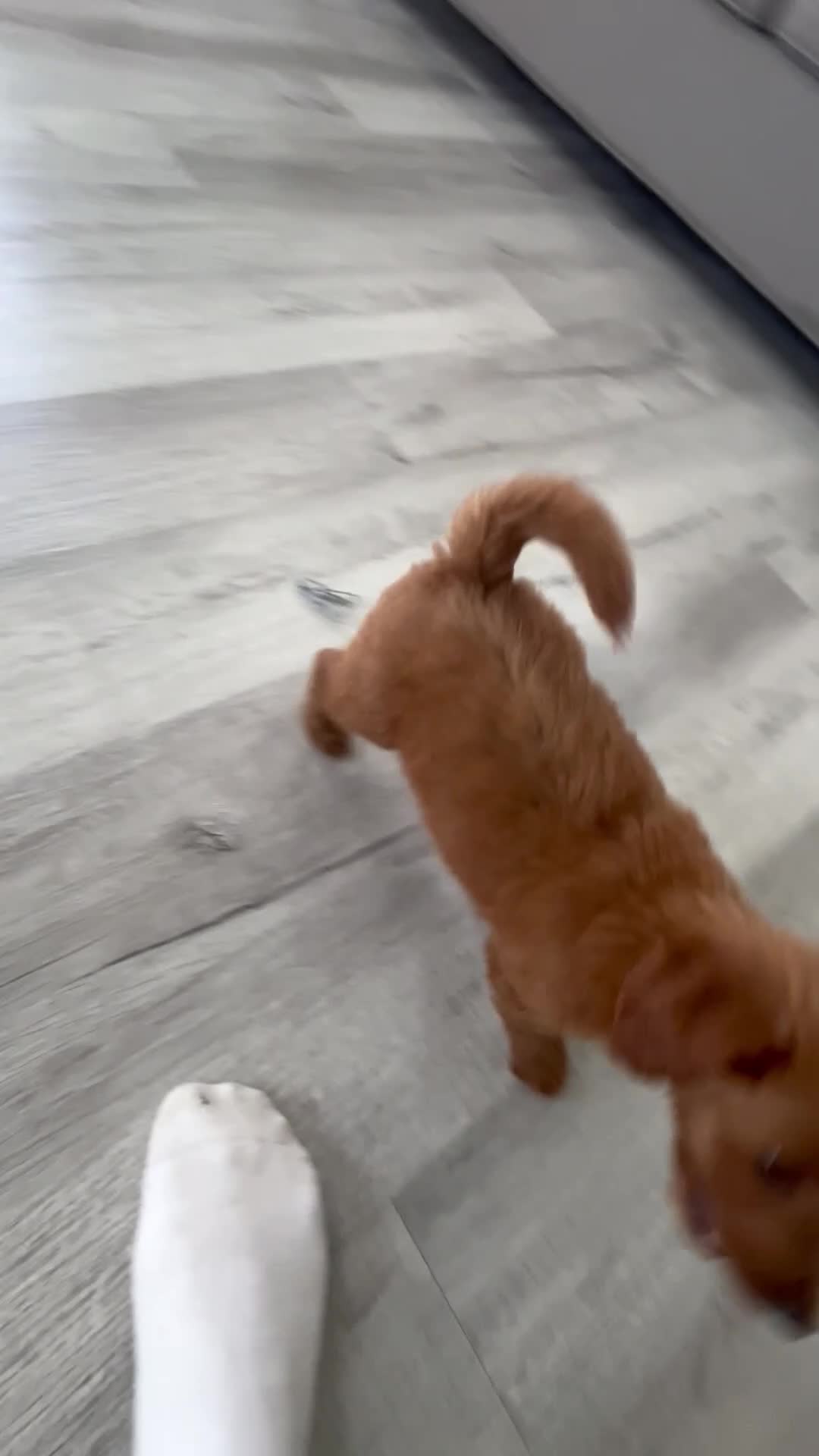 Mini Goldendoodle dogs for sale: Carly - Video 1