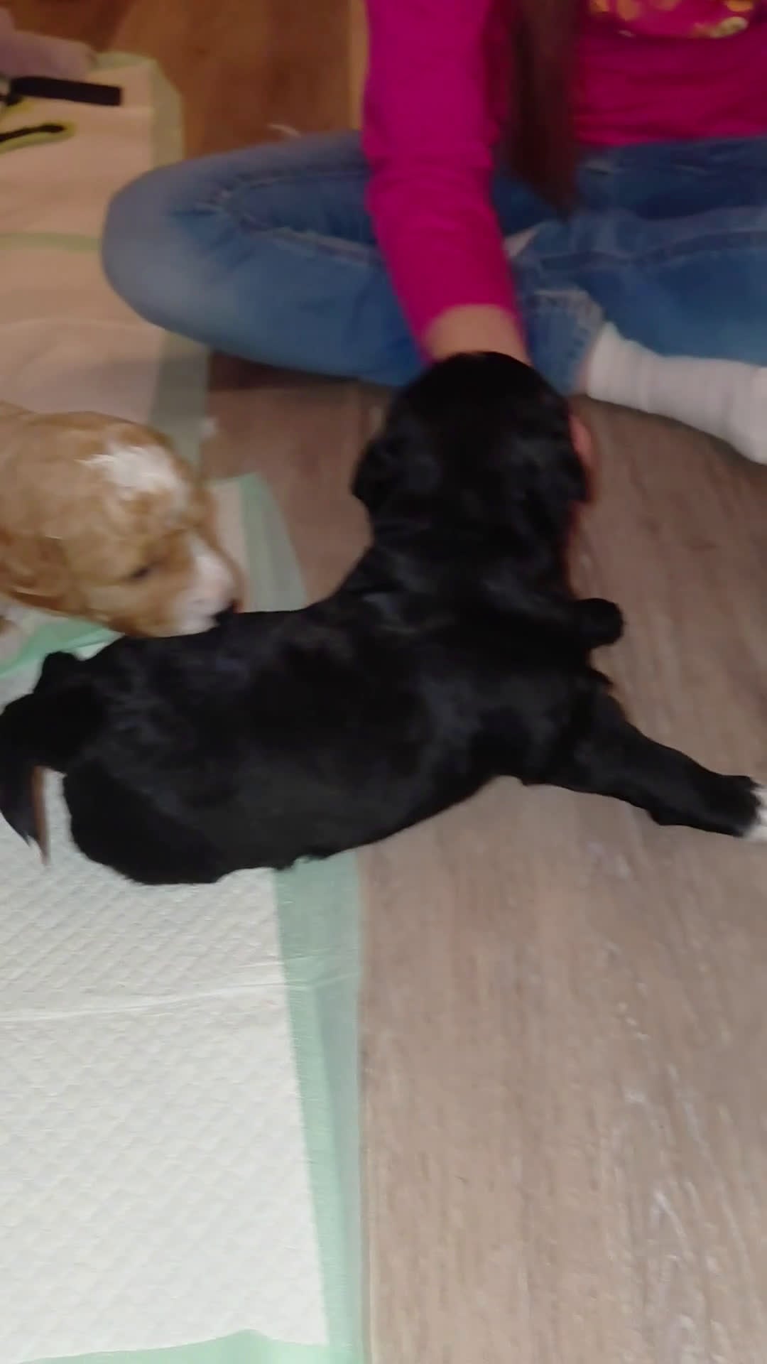 Mini Goldendoodle dogs for sale: Mini Goldendoodle (Max) - Video 2