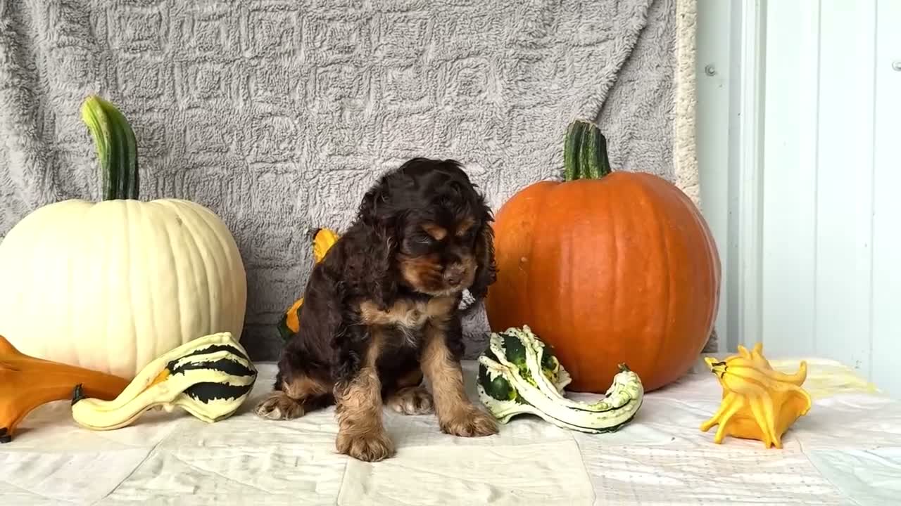 Cocker Spaniel dogs for sale: Polly - Video 1