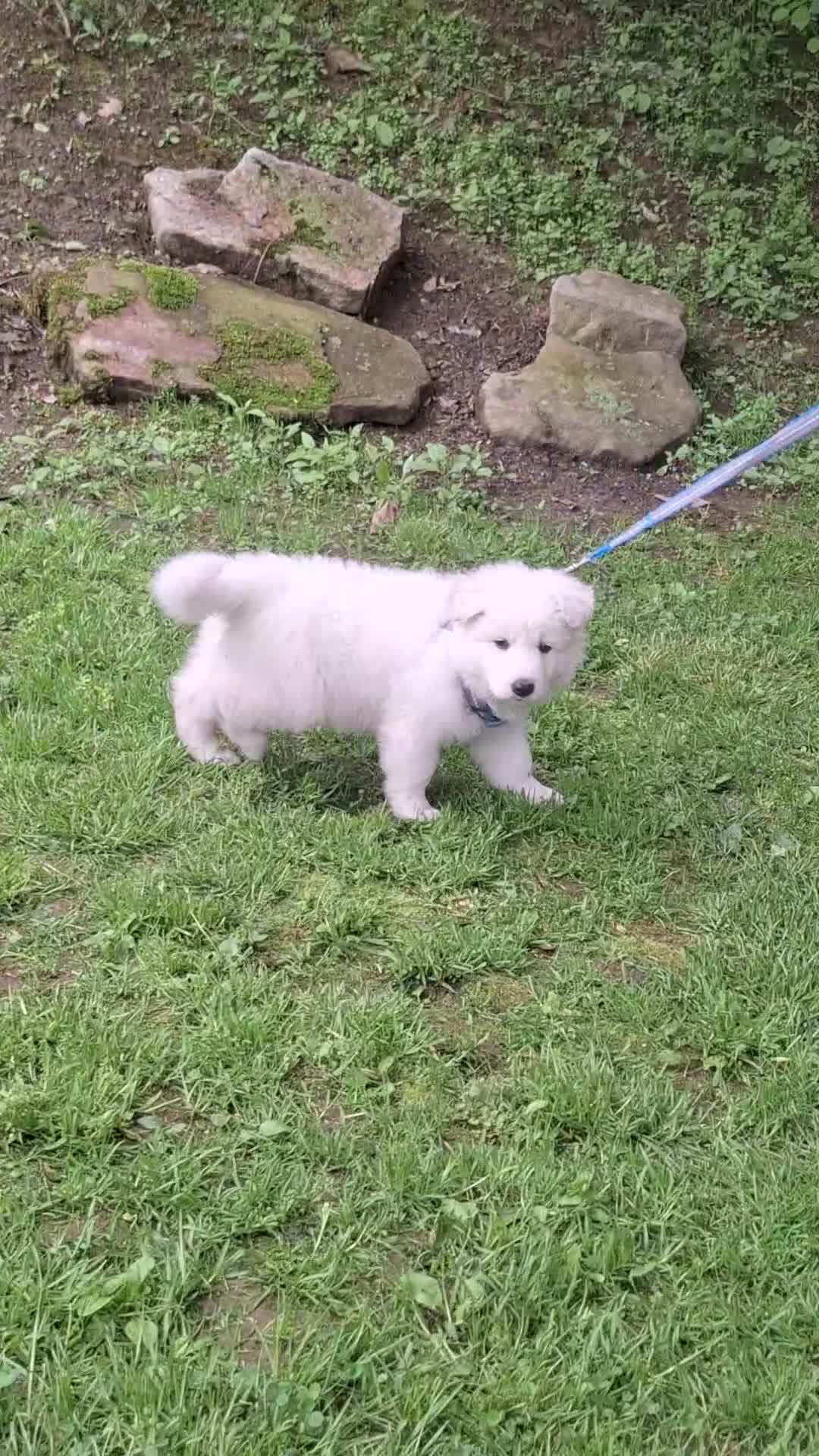 German Shepherd dogs for sale: SYDNEY! LONGCOAT! - Video 2