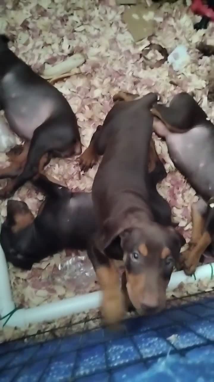 Doberman Pinscher dogs for sale: Doberman Pinscher 1 - Video 2