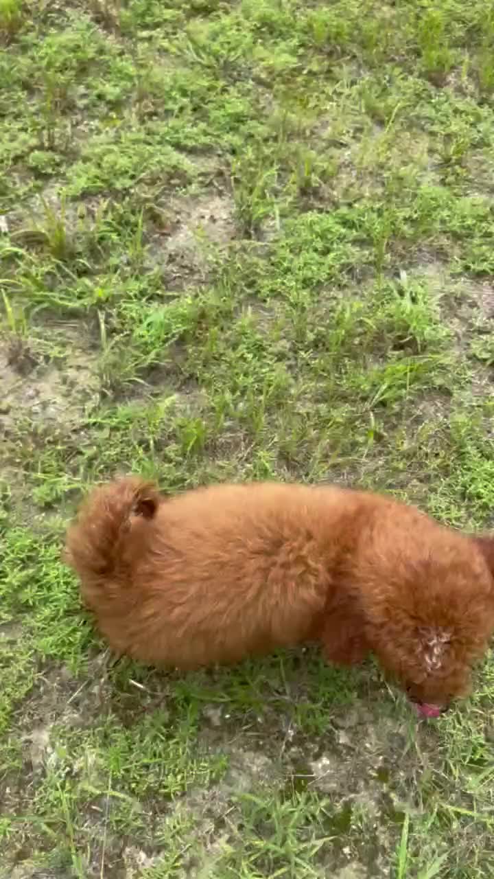 Mini Goldendoodle dogs for sale: Tony - Video 1