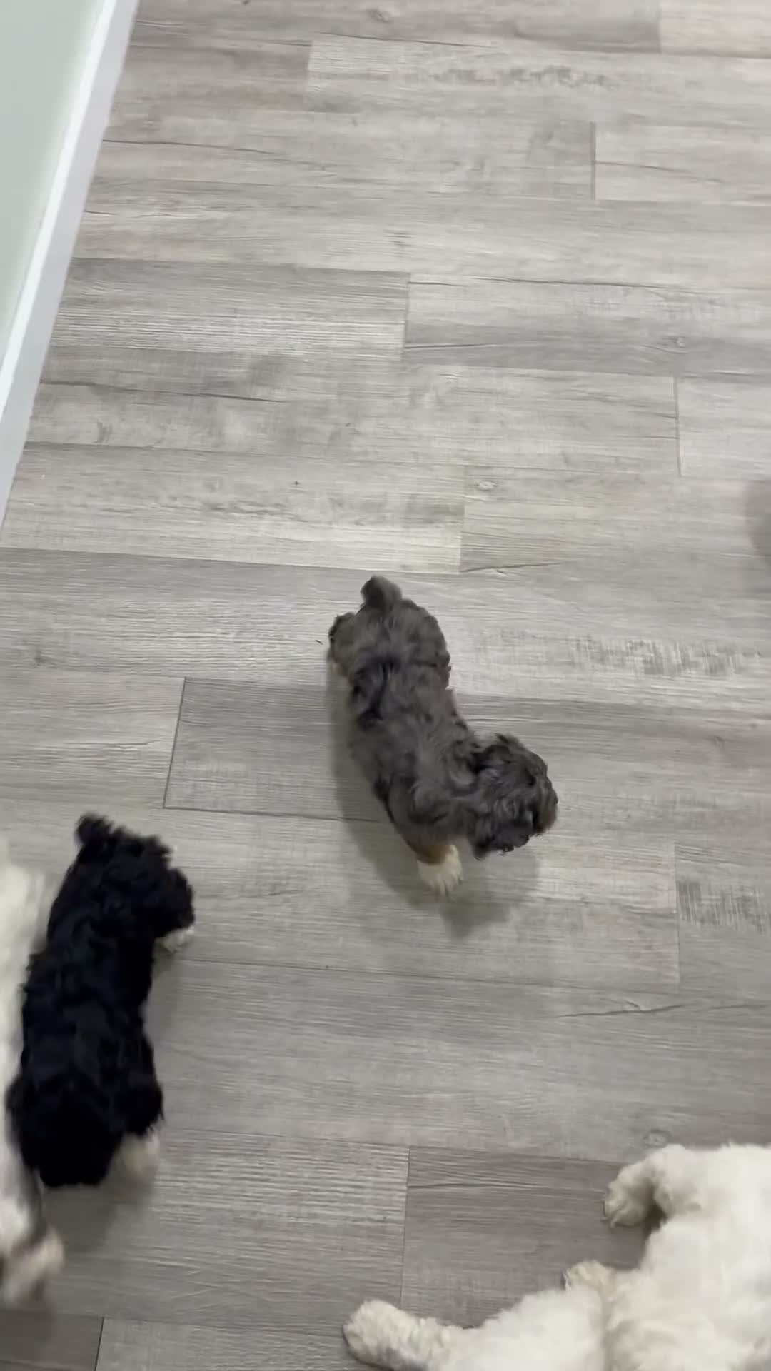 Cockapoo dogs for sale: Boston - Video 3