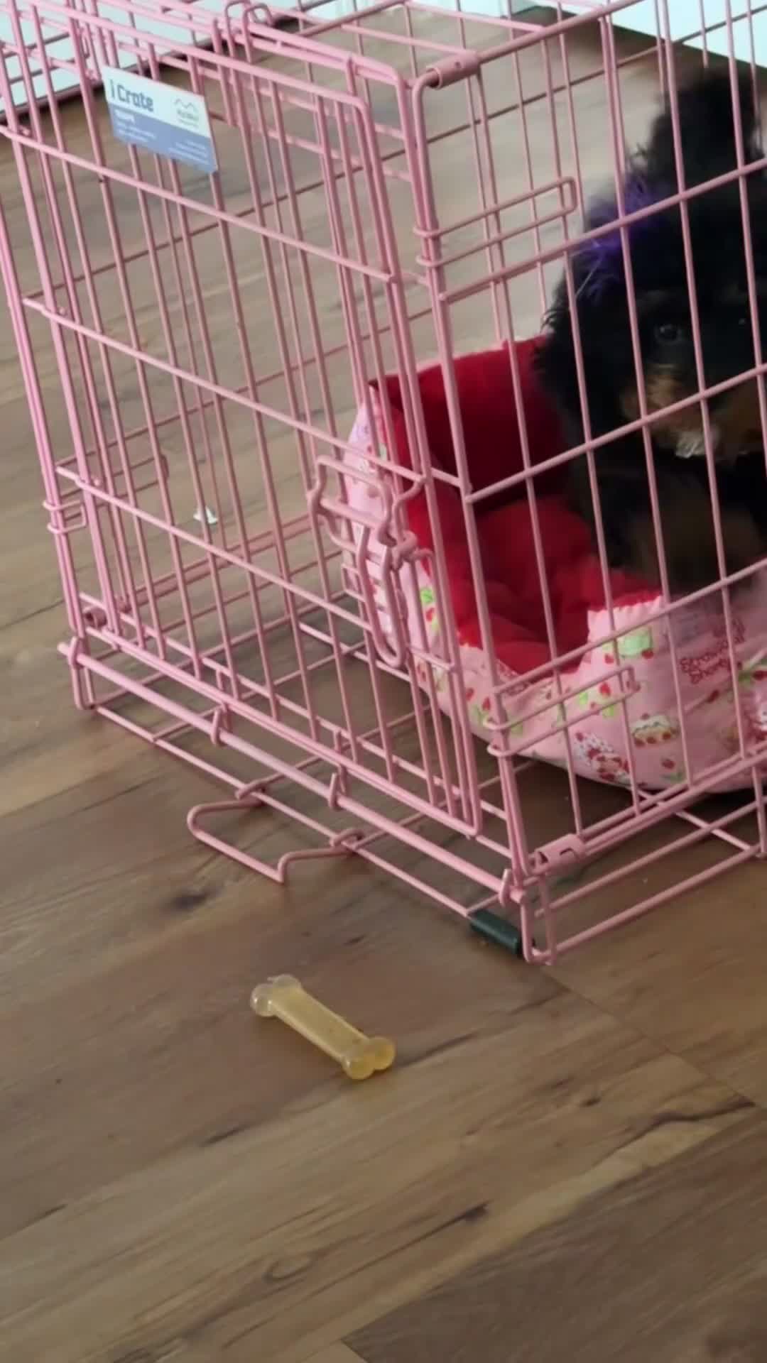 Toy Poodle dogs for sale: Toy Poodle 1 - Video 1