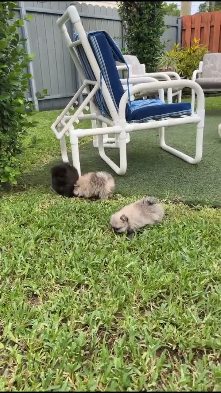 Pomeranian dogs for sale: Pomeranian 4 - Video 1