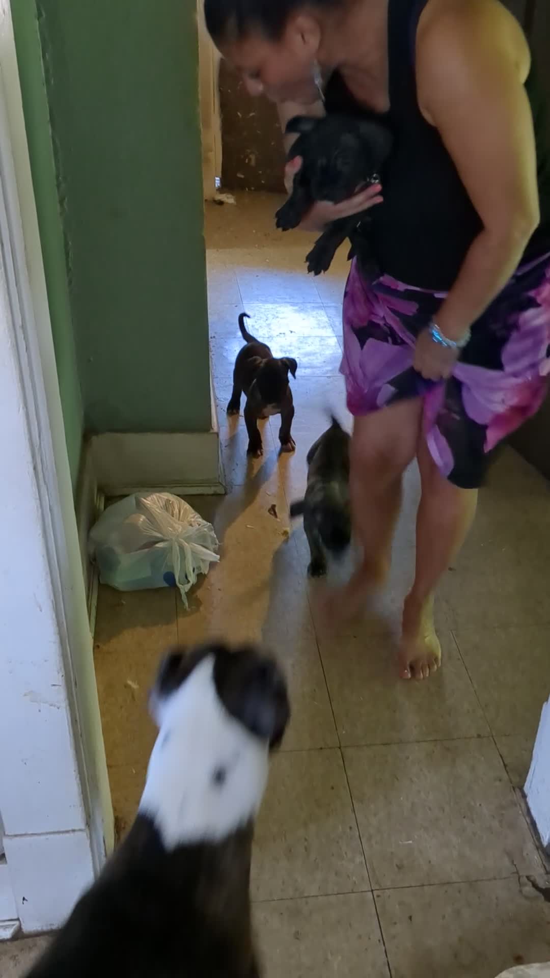 Presa Canario dogs for sale: Presa Canario 10 - Video 2