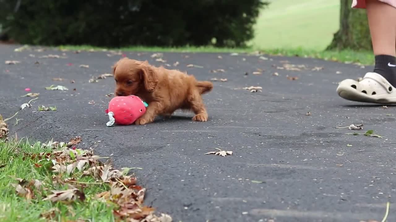 Cavapoo dogs for sale: Dax - Video 1