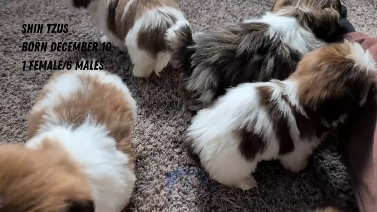 Shih Tzu dogs for sale: Cooper - Video 2