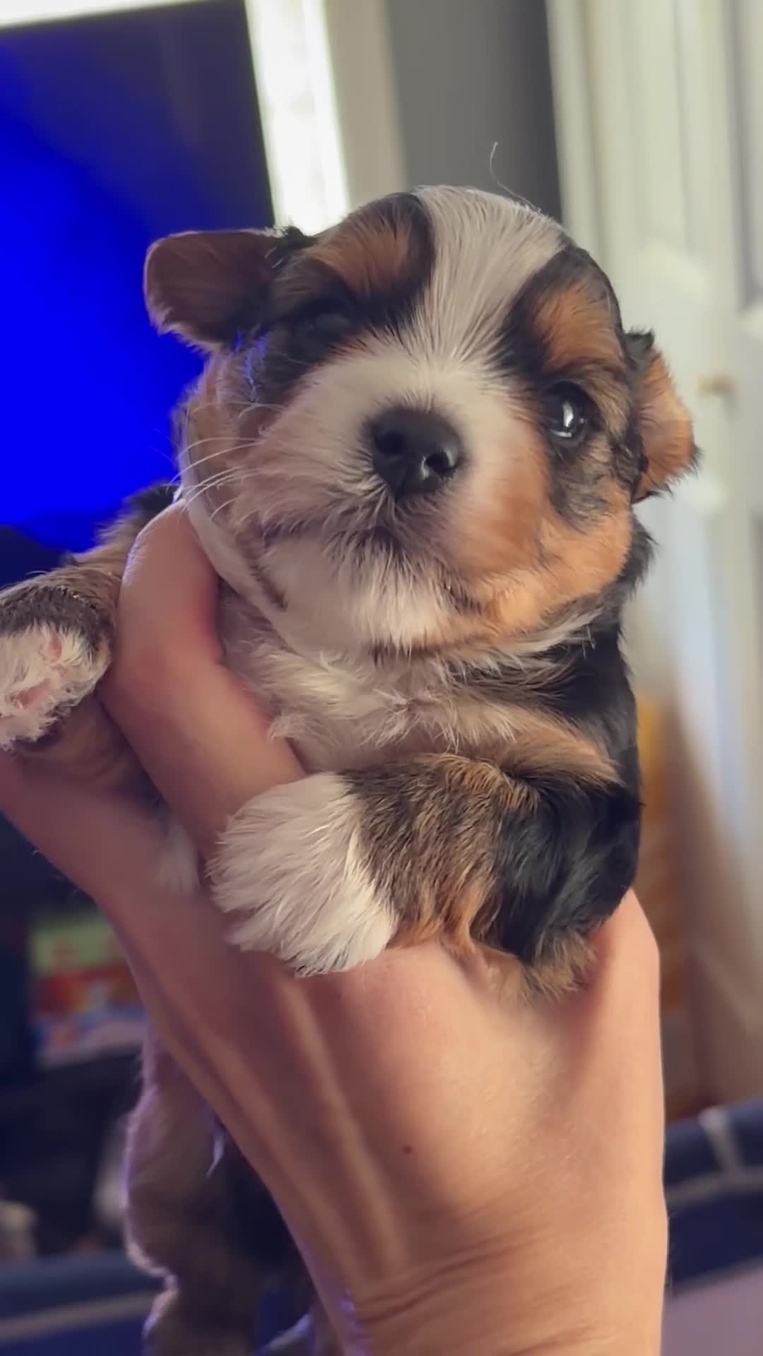 Yorkshire Terrier dogs for sale: Yorkshire Terrier Puppy 1 - Video 1
