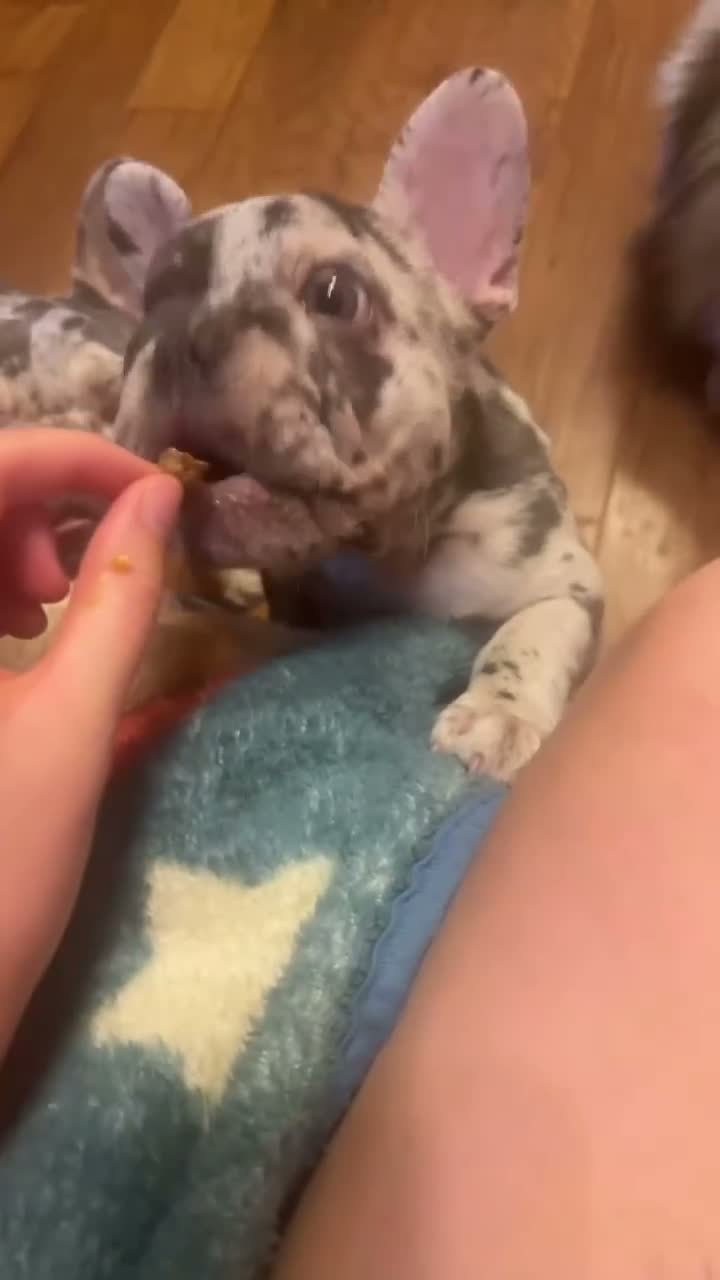 French Bulldog dogs for sale: Pops - Video 1