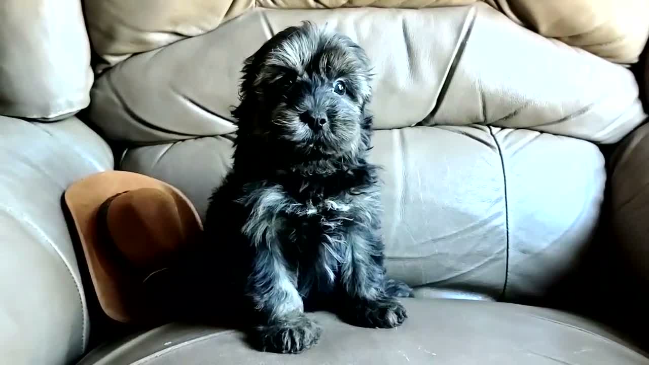 Yorkiepoo dogs for sale: Rocco  - Video 1