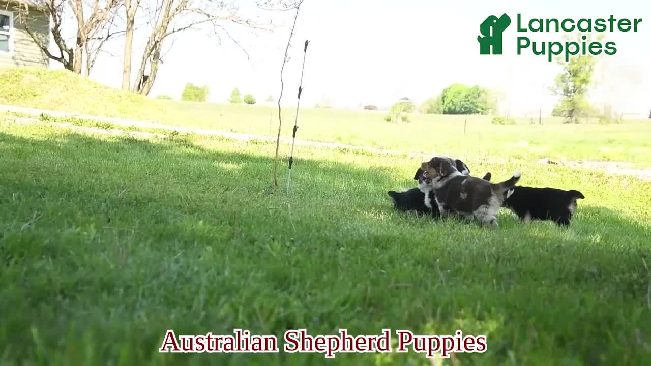 Australian Shepherd dogs for sale: Chrysanthemum - Video 1