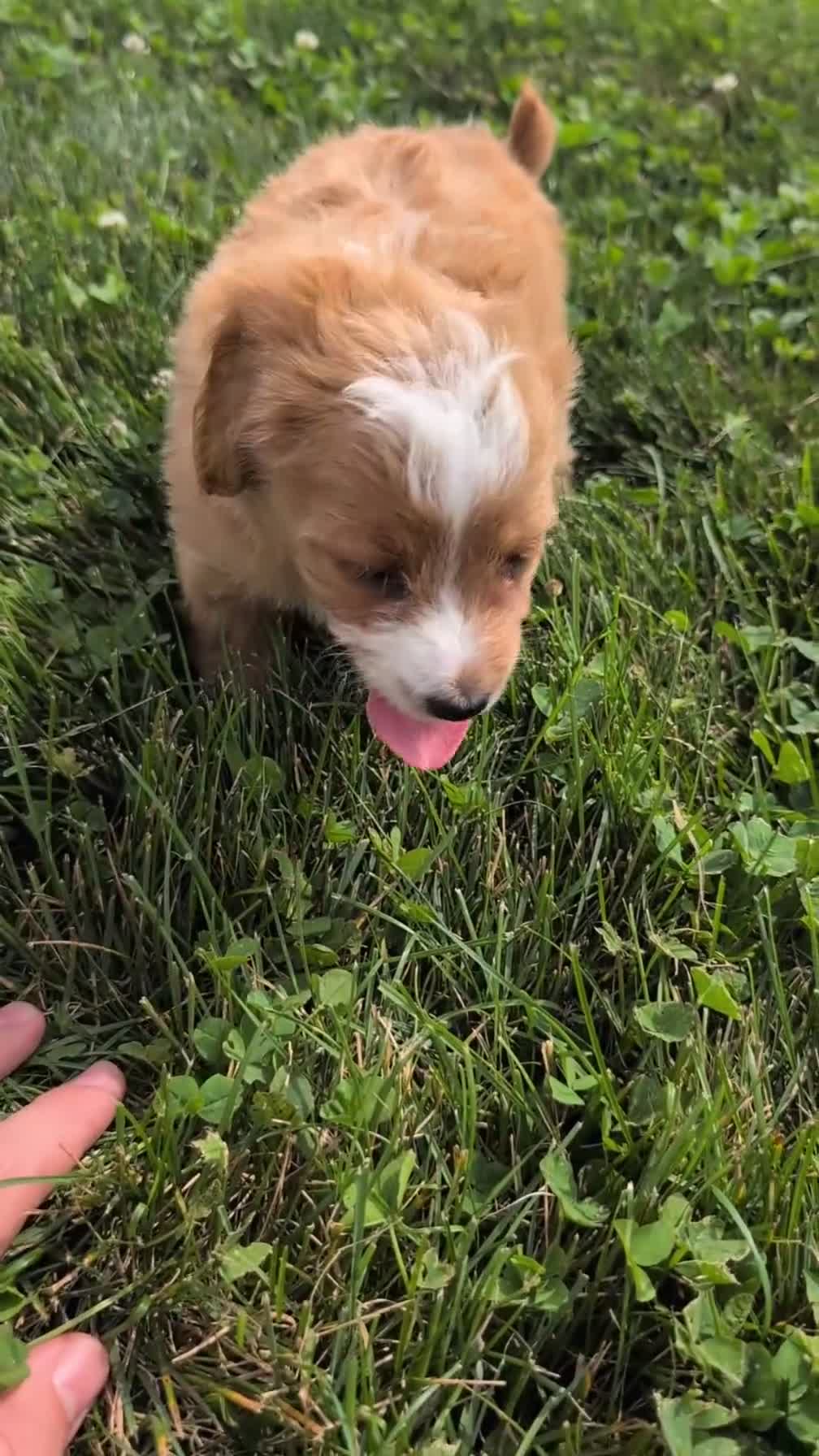 Mixed Breed dogs for sale: Dolly - Video 1